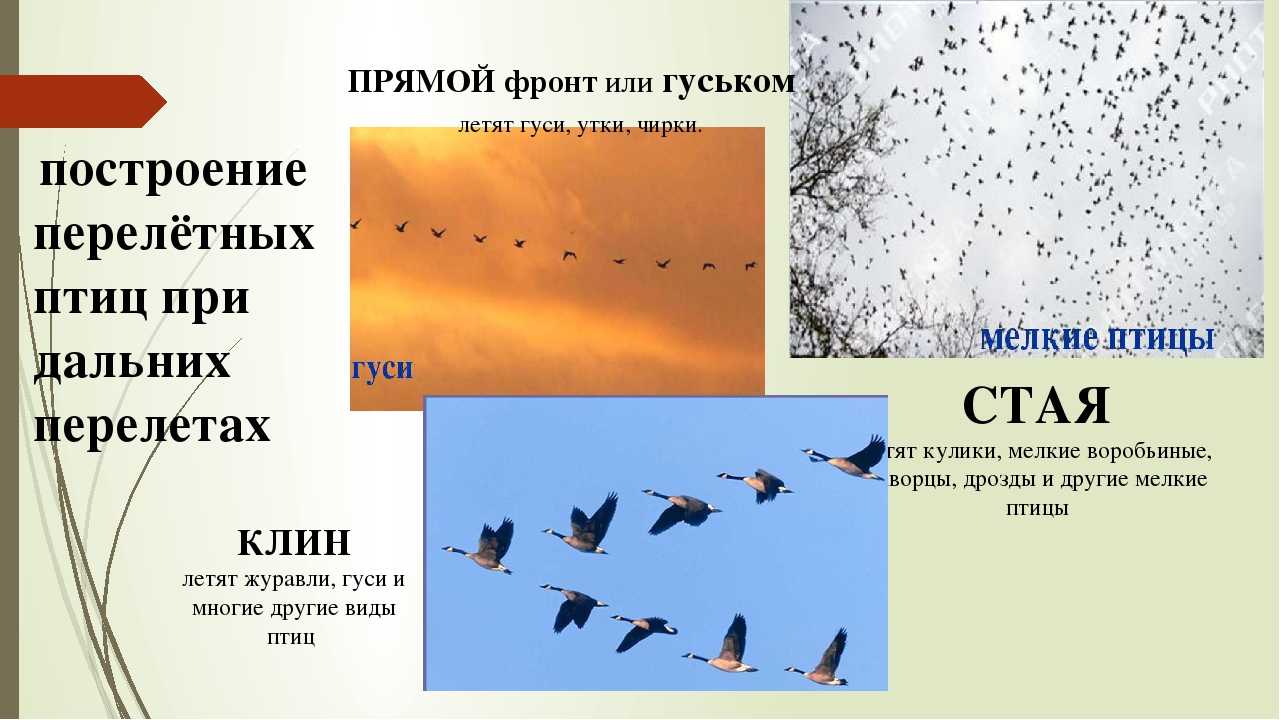 Белый аист: описание, фото, ареал и среда обитания, питание, хищничество (8 видео)