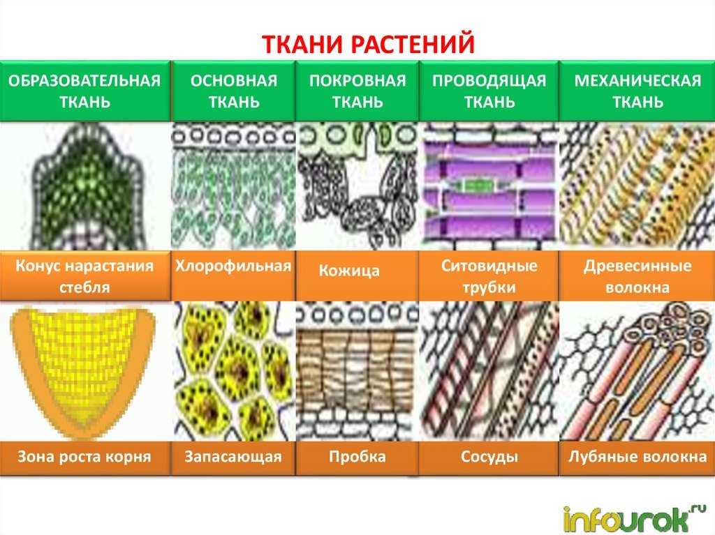 Ткани растений
