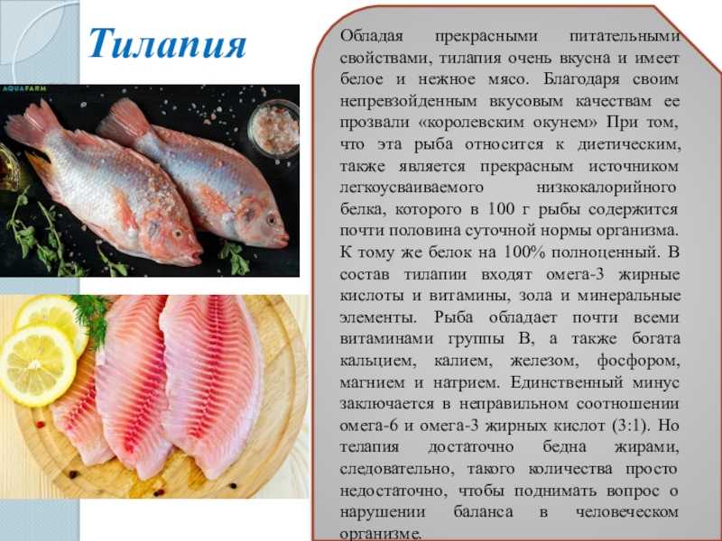 Рыба. сорта рыбы: что и из чего приготовить
