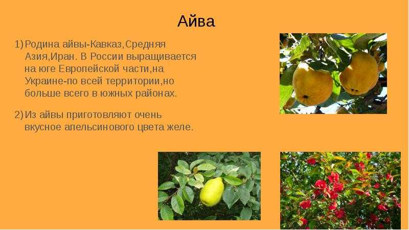 Как определить, что айва плохая?