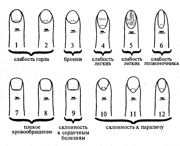Форма головы у мужчин и женщин: виды и классификация, какая правильная, норма