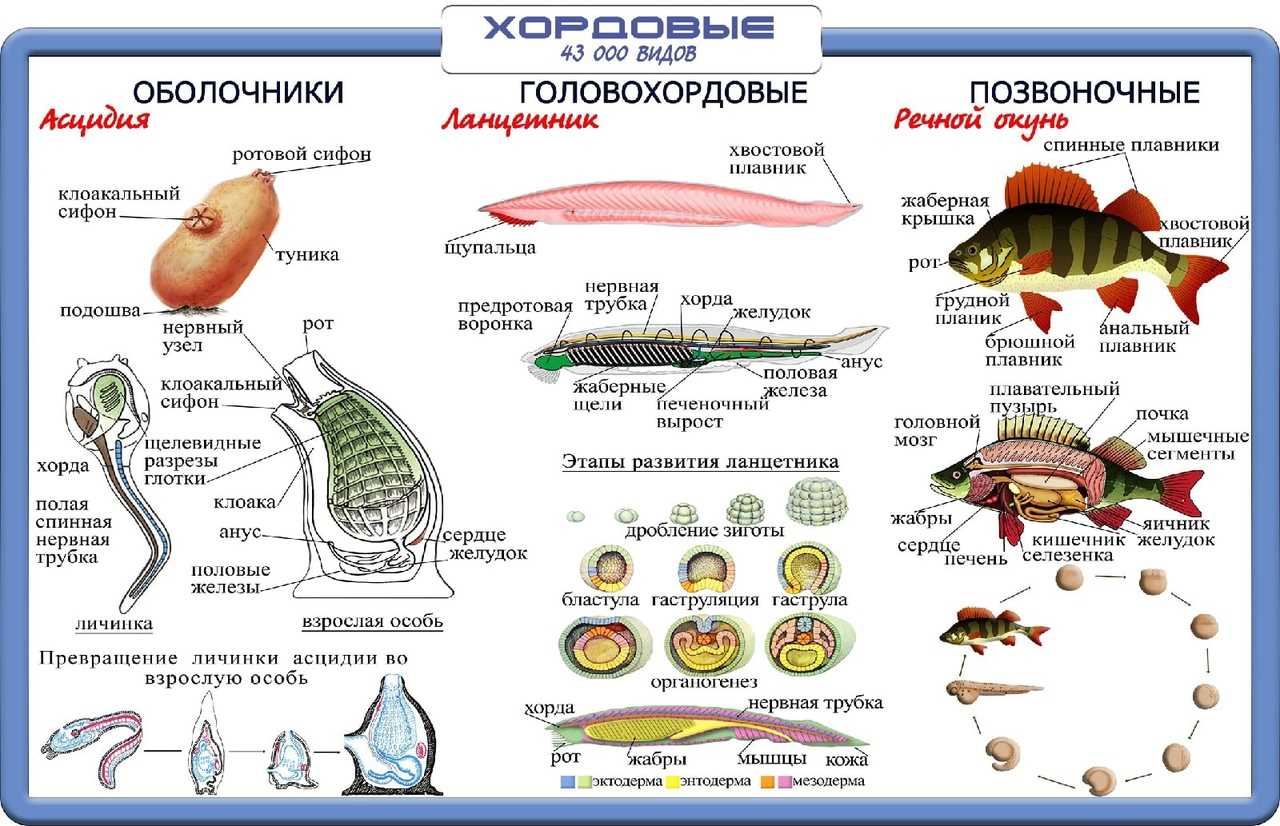 Класс головохордовые, или ланцетники. значение ланцетника