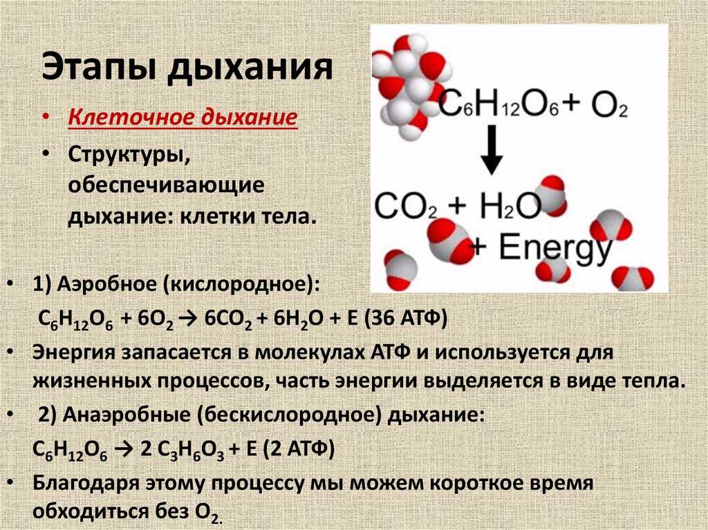 Обмен веществ и превращение энергии – свойства живых организмов. энергетический обмен и пластический обмен, их взаимосвязь. стадии энергетического обмена. брожение и дыхание