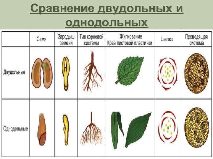 Двудольные и однодольные растения: примеры и различия