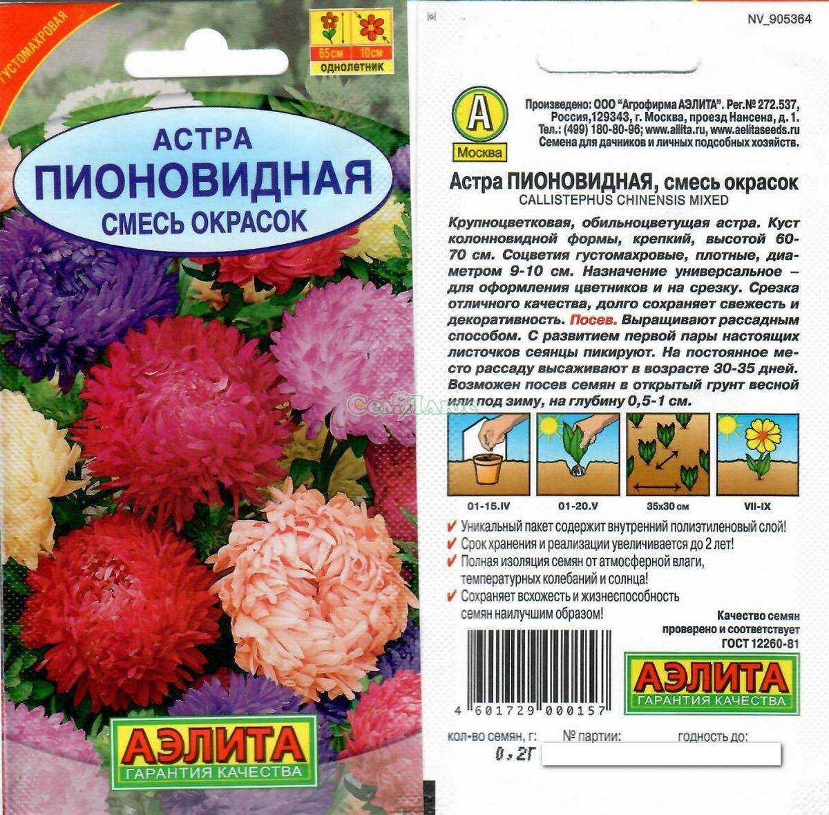 Астра многолетняя: посадка и уход в открытом грунте