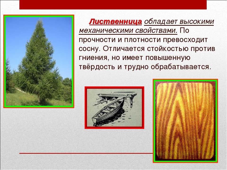 Что значит лиственница девушка: объяснение этого выражения и его значения