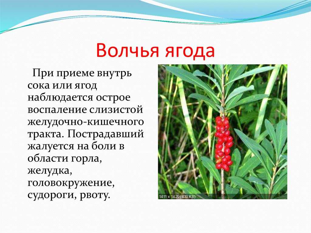 Что значит волчья ягода? - места и названия