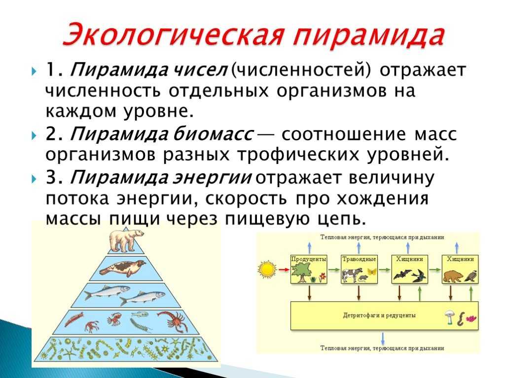 Экологические пирамиды - рассашко и.ф. и др. общая экология