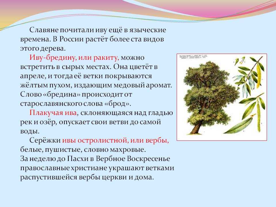 Ива – как выглядит и где растет дерево, описание, виды