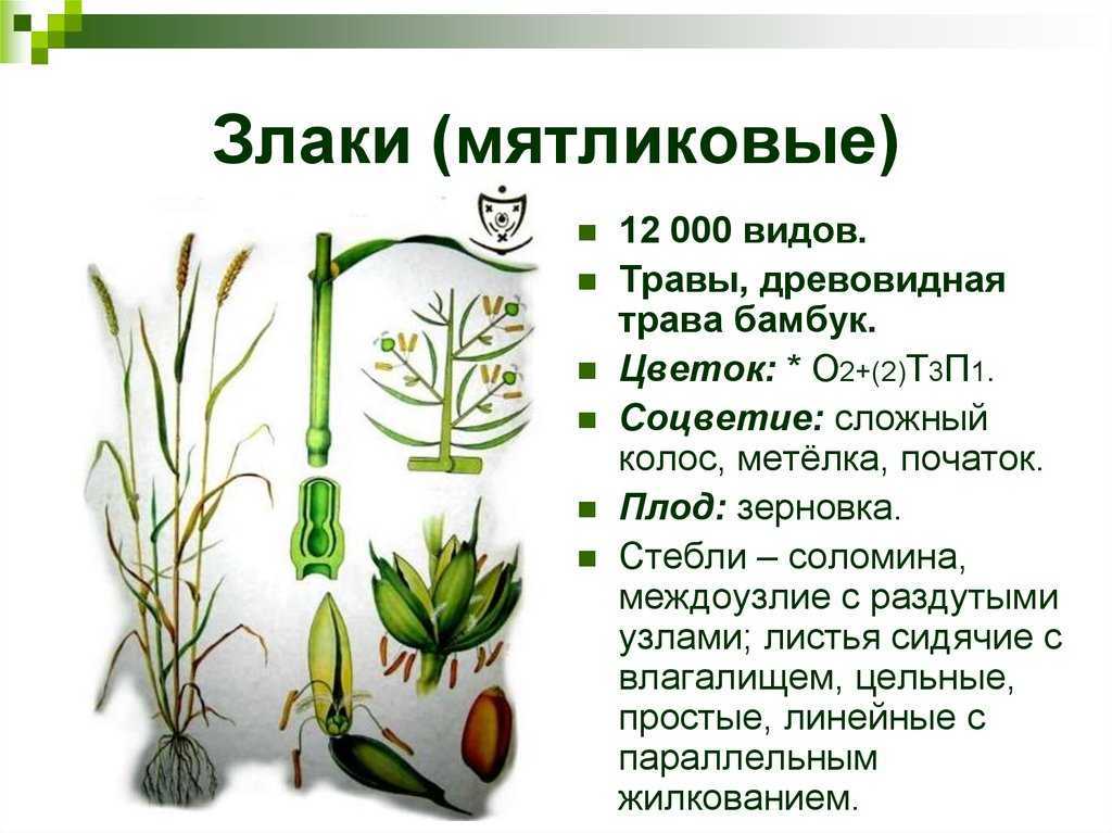 ᐉ семейство мятликовых (злаковых) растений: список, описание, роды и виды - roza-zanoza
