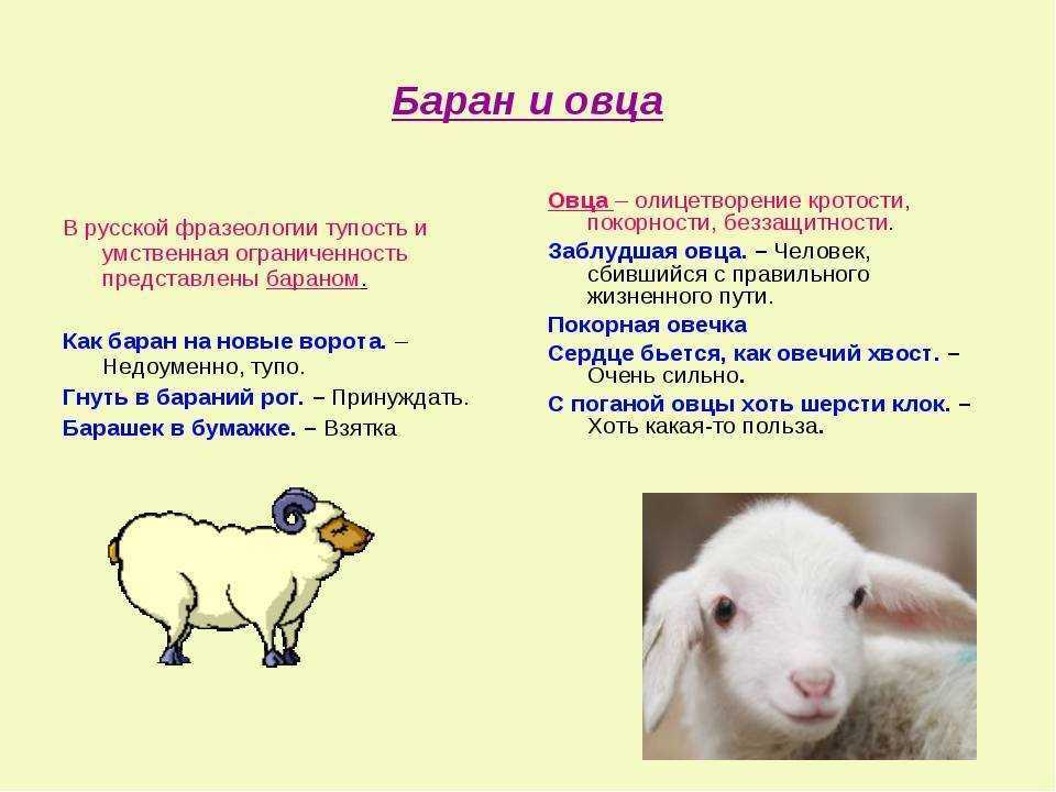 Значение выражения "дружные люди под одной бараньей шкурой помещаются" и их особенности