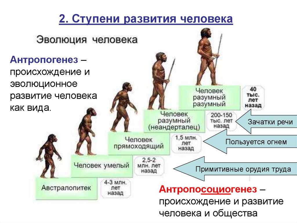 Основные этапы эволюции человека. архантропы, палеоантропы, неоантропы > лаборатория фитоинвазий