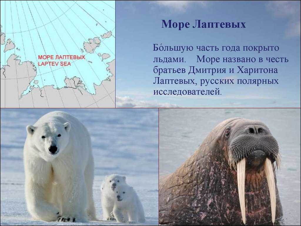 Северный ледовитый океан (19 фото): где находится на карте, географическое положение, глубина, площадь, характеристики