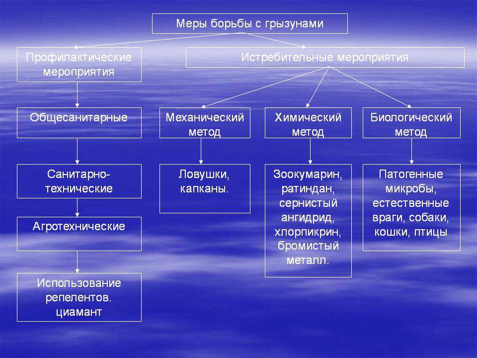 Звуки, издаваемые домашними крысами