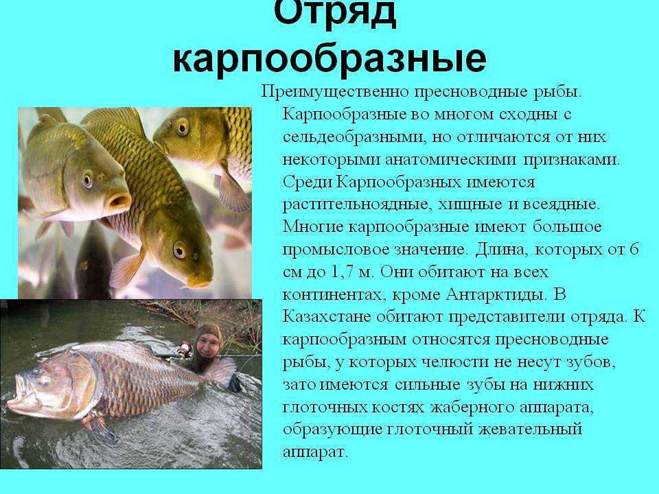 Описание рыбы сибас