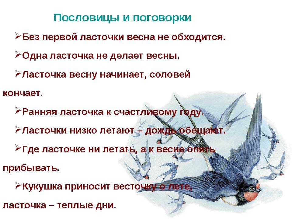 Что обозначает ласточка на шее у мужчин. ласточка — энциклопедия символики и геральдики.