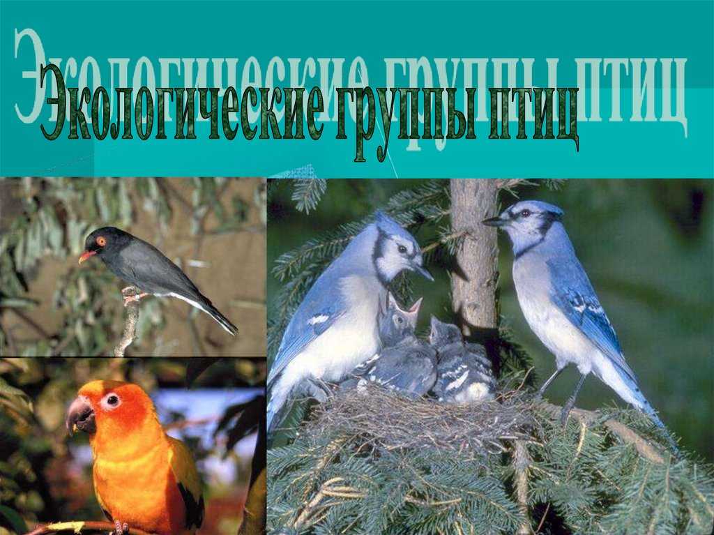 Ястреб – быстрый летун