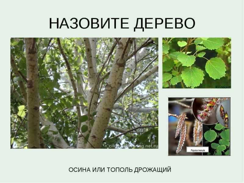 Как найти осину весной: советы и подсказки