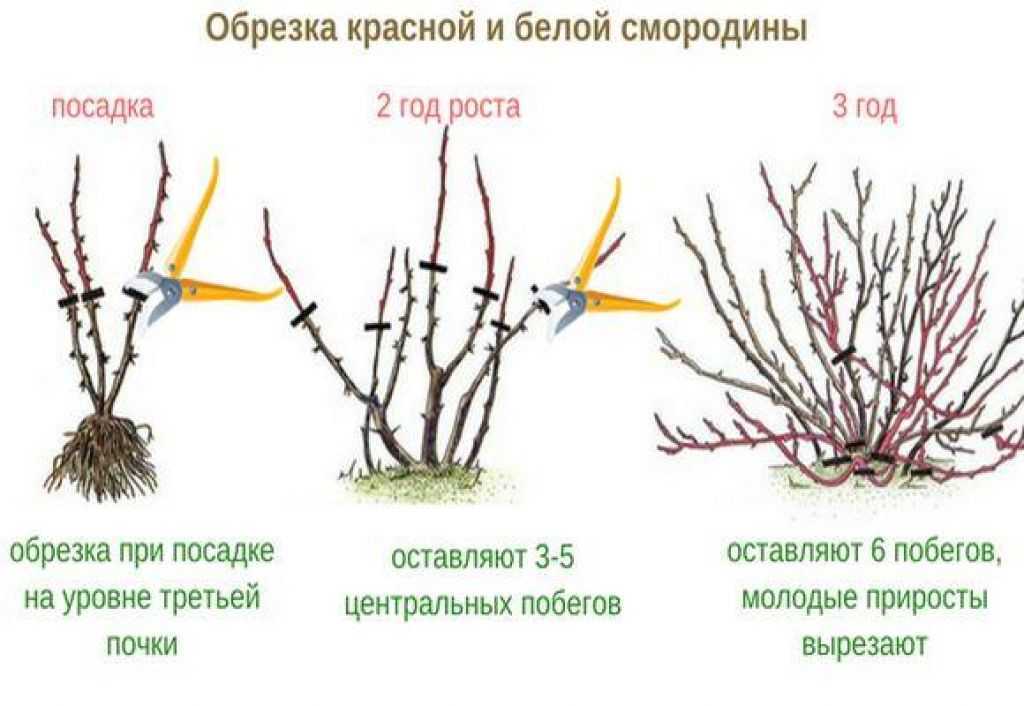 Обрезка и формирование деревьев семечковых и косточковых пород. всё об обрезке и прививке деревьев и кустарников
