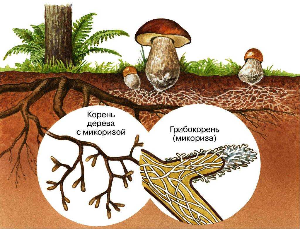 Какие грибы вступают в симбиоз с деревьями - ogorod.guru