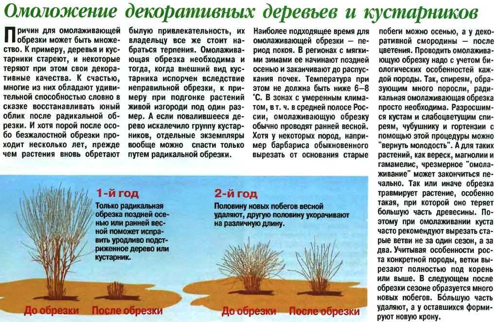 Как правильно обрезать каштан: рекомендации по времени года
