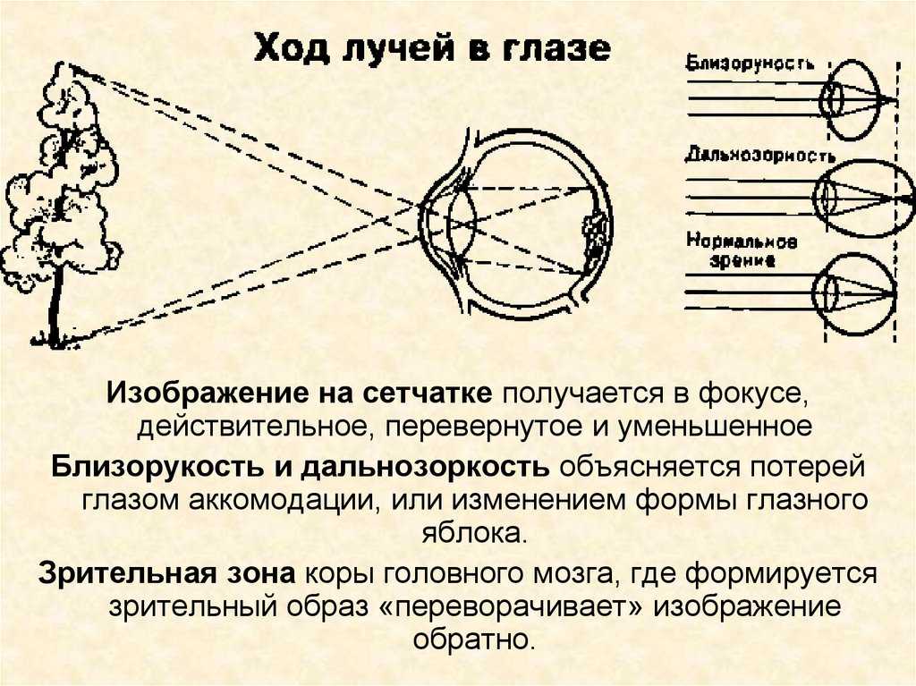 Изображение на сетчатке глаза является перевернутыми
