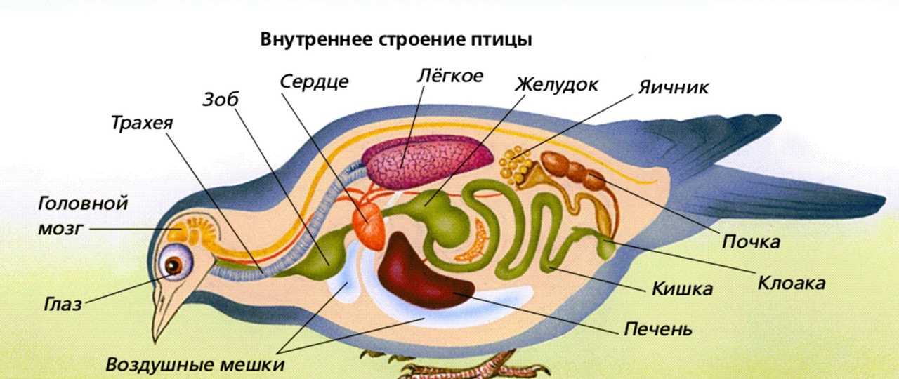 Кажется, что этот необычный зверь собран из частей разных животных!-2. 55.