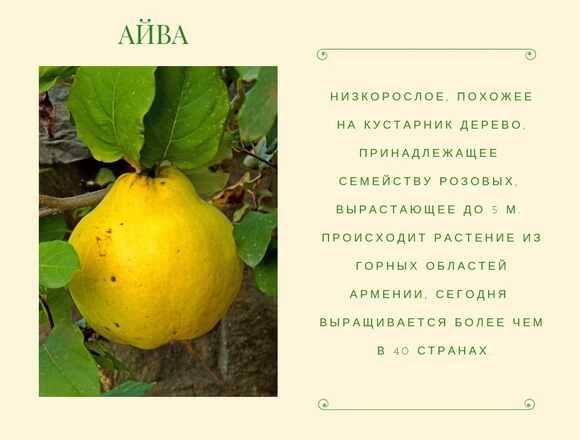Что за фрукт айва и как ее правильно едят?