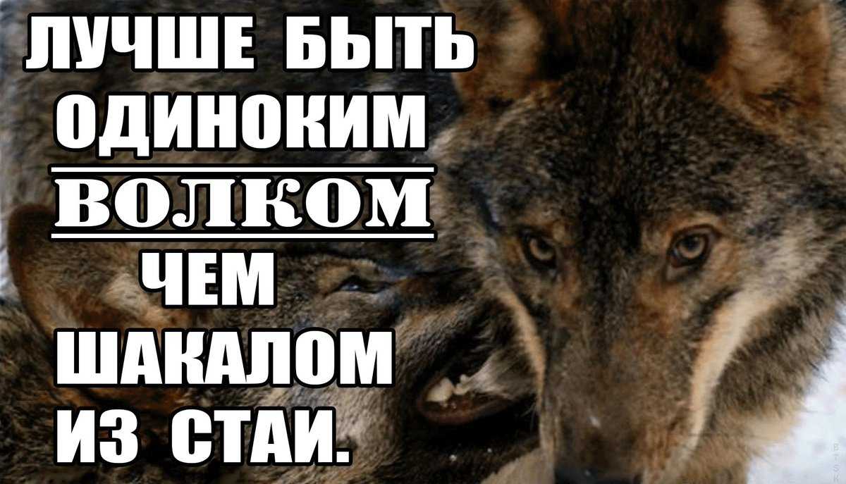 Волк-одиночка: что это значит?