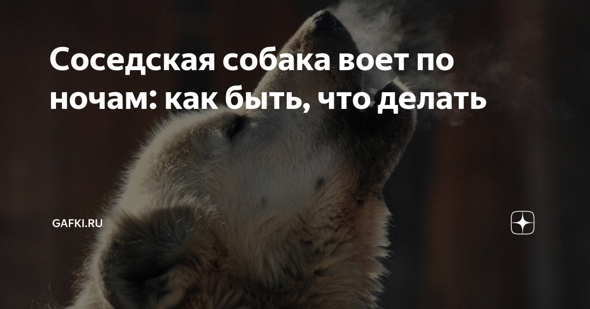 Что по приметам означает вой собаки