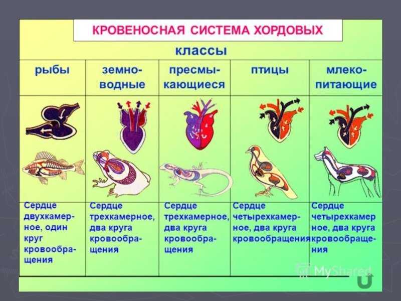 Что такое клоака у птиц и пресмыкающихся: особенности и функции