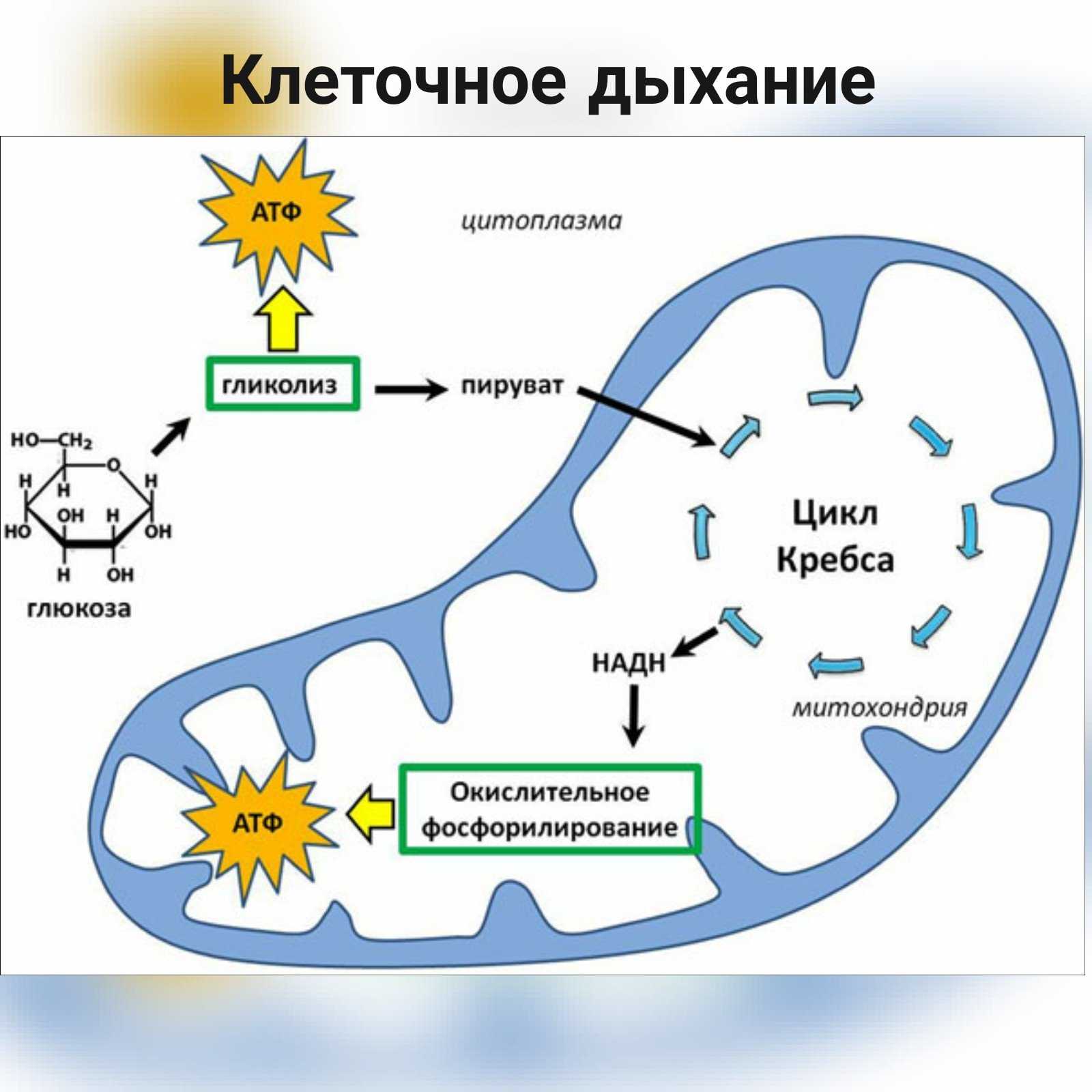 § 21. клеточное дыхание: этапы клеточного дыхания