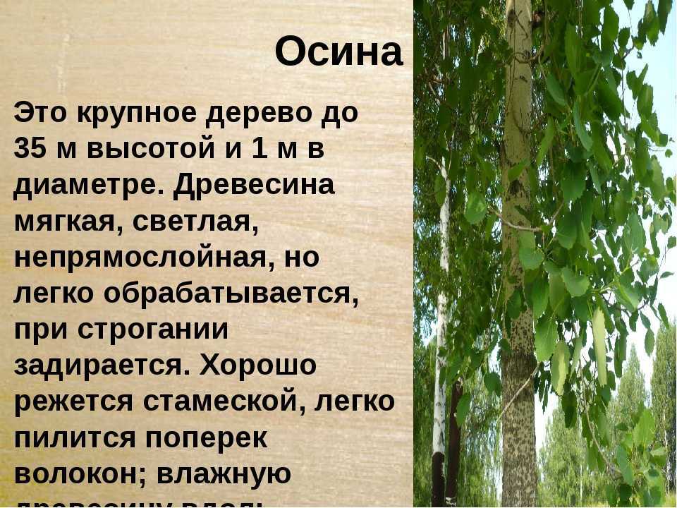 Как определить полено осиновое по внешнему виду. как выглядит осина: фото дерева и листьев. в составе осины также присутствуют