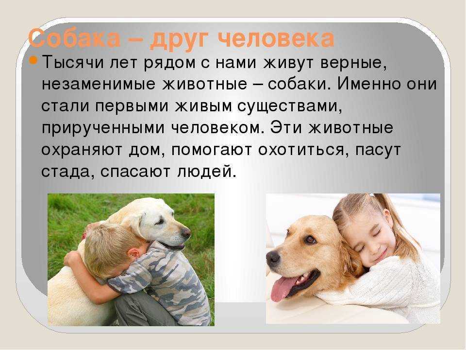 Собачий язык: что хочет сказать собака? | домашние животные