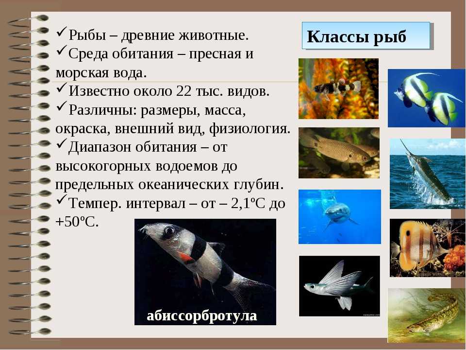 Как поймать лаврака (сибаса) в средиземном море израиля - виды снастей, наживки, тактика ловли