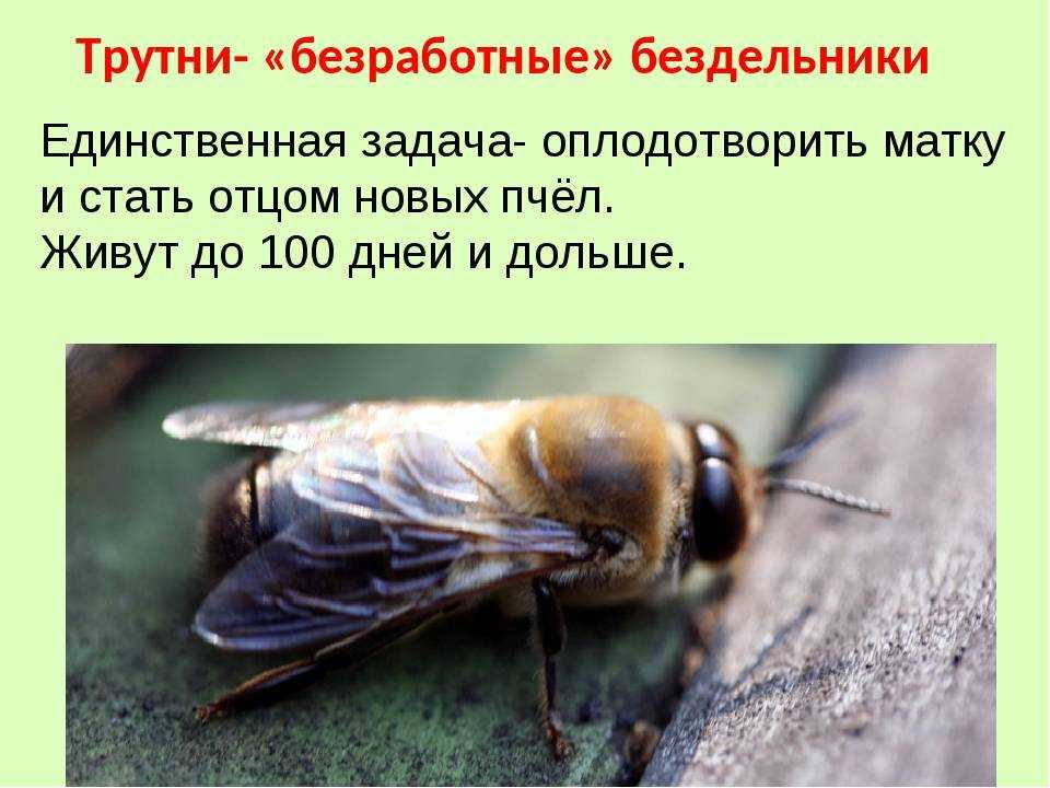 Что такое трутень человек и как его определить