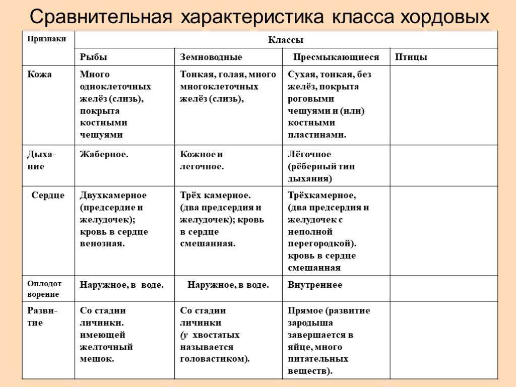 Общая характеристика типа хордовые (chordata): строение и примеры