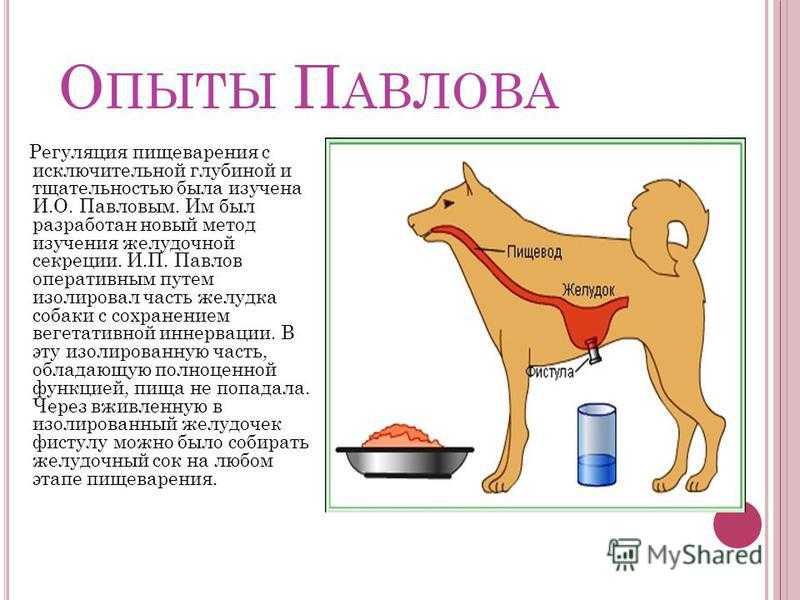 ᐉ собака павлова, что это – эффект собачки - zoomanji.ru