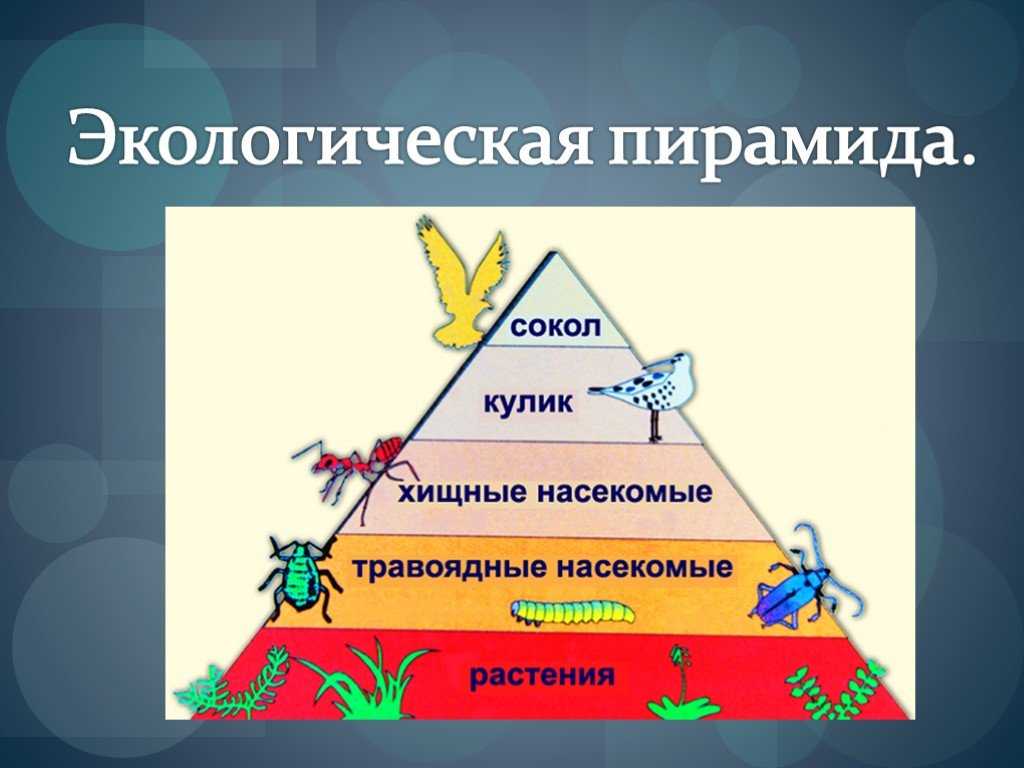 Отличие пирамиды численности и энергии: основные различия