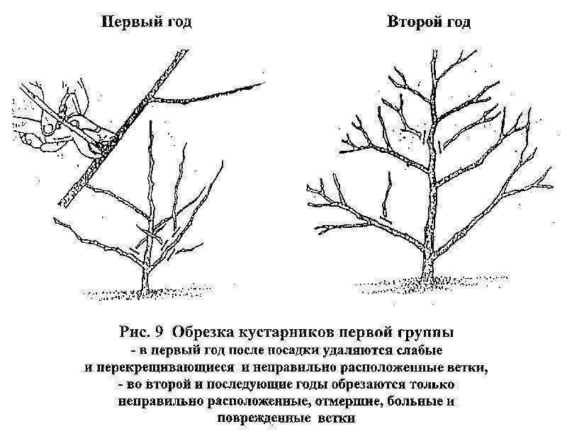 Обрезка плодовых деревьев осенью: яблони, груши, сливы и вишни
