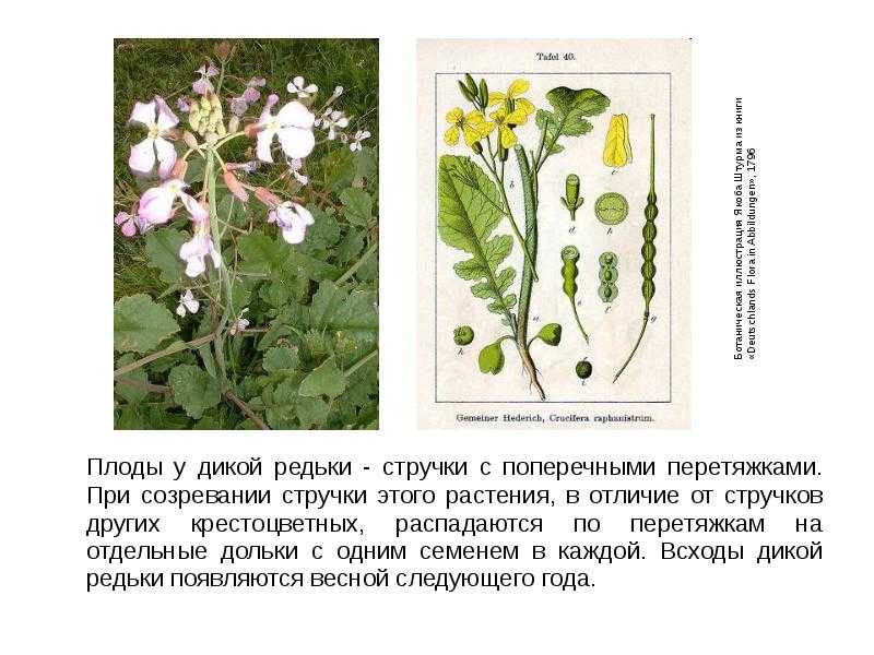 Всё о редьке. часть 1: что такое редька?