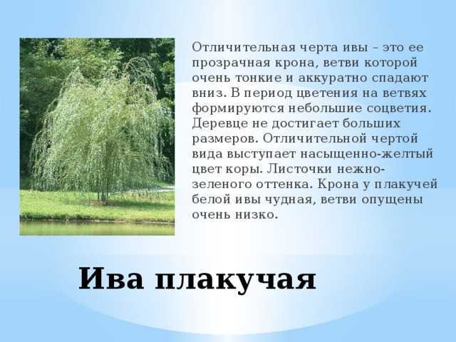 Ива в ландшафтном дизайне - фото, описание, виды, как посадить на участке