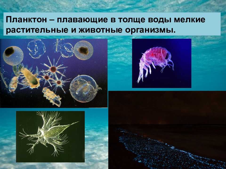 Глава 13. биологические показатели качества