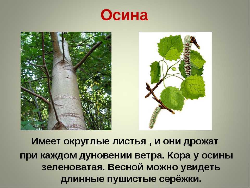 Узнать осину можно по оливковому оттенку коры у большинства других видов тополей она темно серая в нижней части ствола и светло серая выше Отличить осину от ольхи также можно сравнив кору У ольхи кора темно коричневая в редких случаях серая