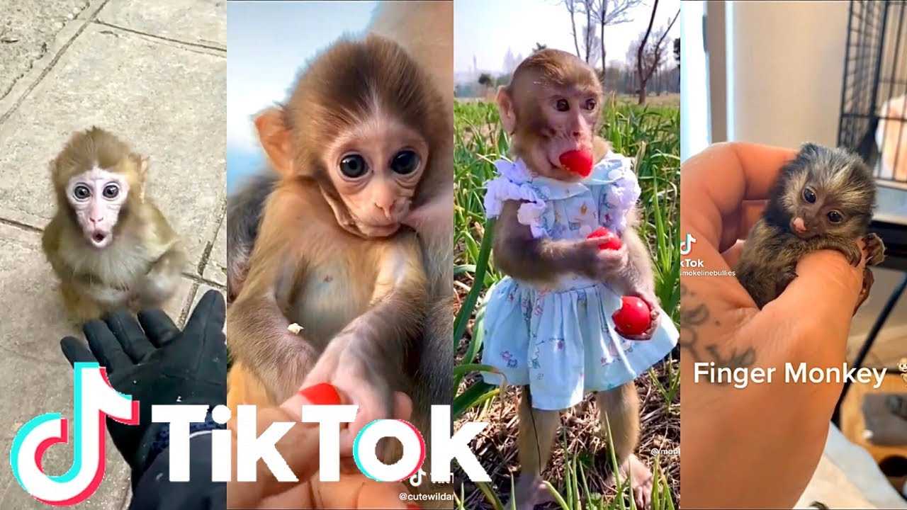 10 funny monkey puppet memes sure to put all other jokes to shame