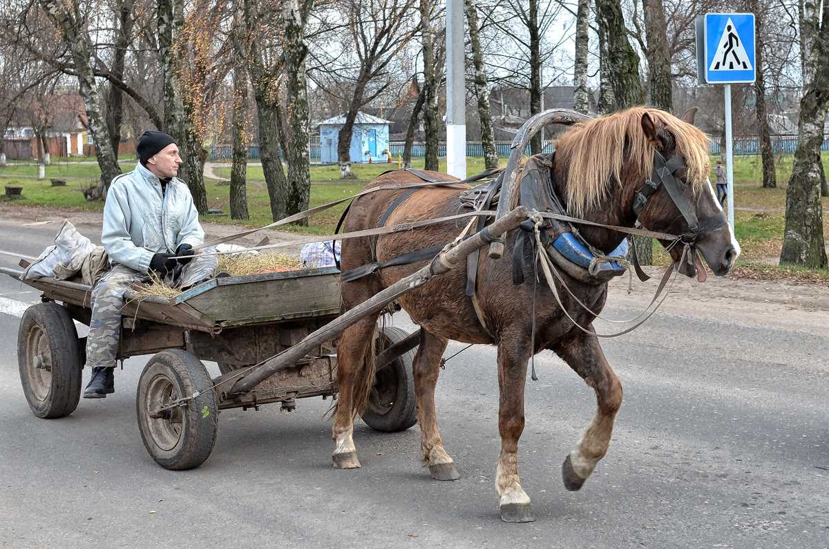 Гужевой транспорт, его плюсы и минусы