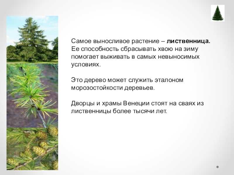 Триша - значение этого сленга и его происхождение