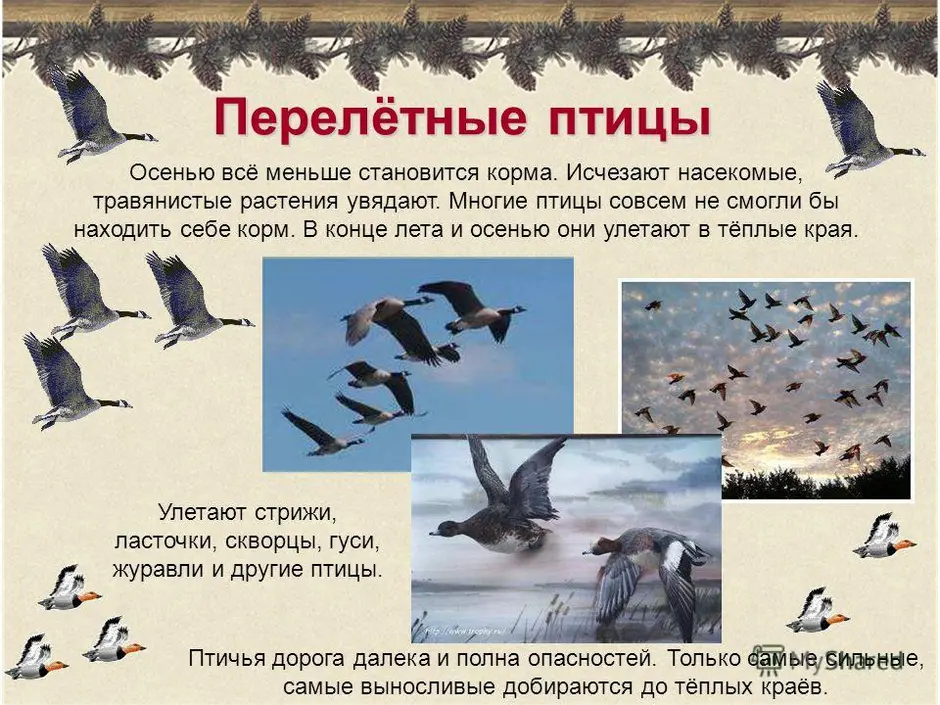 Аист