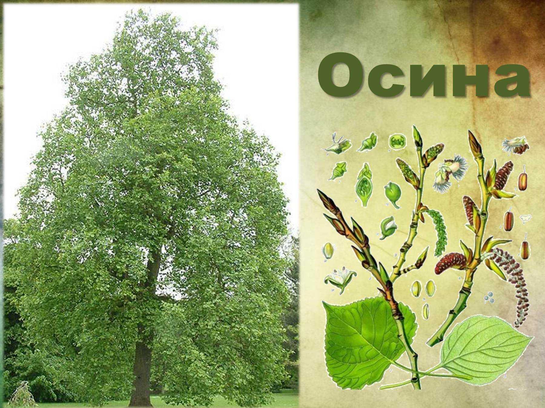 Свойства некоторых древесных пород