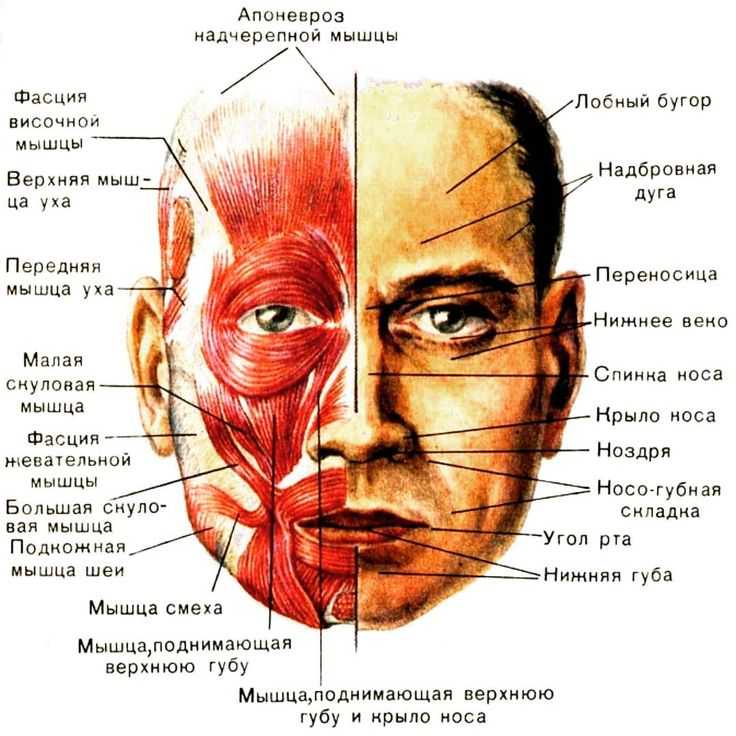 Как отличить китайца от корейца и японца: 9 отличий с фото